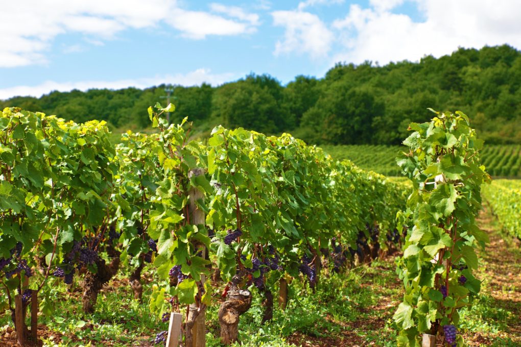 Val de Loire Explorez les secrets de ses caves à vin !