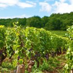 Val de Loire Explorez les secrets de ses caves à vin !